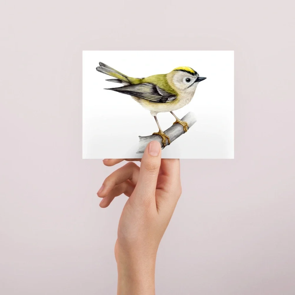 Yellow Crowned Kinglet Bird Wall Art Watercolor Illustration Print Unframed - Picture 3 of 5